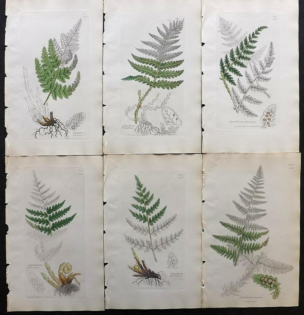 Sowerby, James C1840 Lot of 6 Part HCol Ferns Prints (1 of 2)