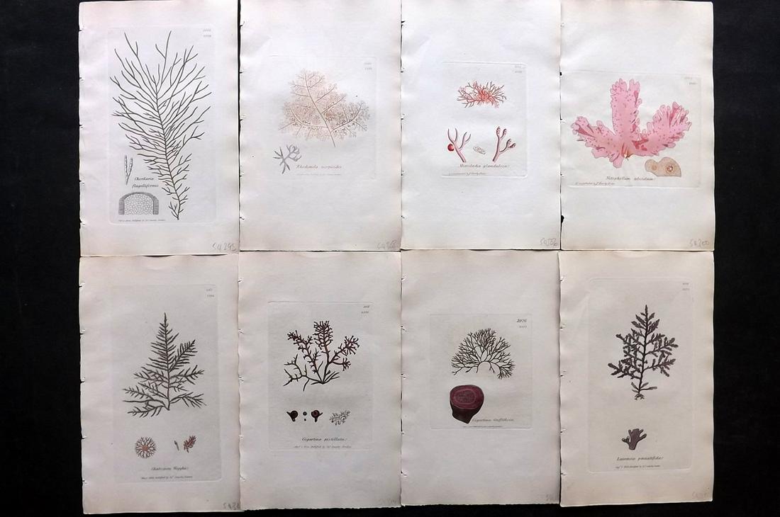 Sowerby, James C1840 Lot of 8 Hand Col Seaweed Prints: Full Hand Colored Etchings Published London, 1832-46 for "English Botany; or, Coloured Figures of British Plants…" Second Edition by James Sowerby and Edward Smith. Paper Size: 9 x 5.5 inch (23 x 14