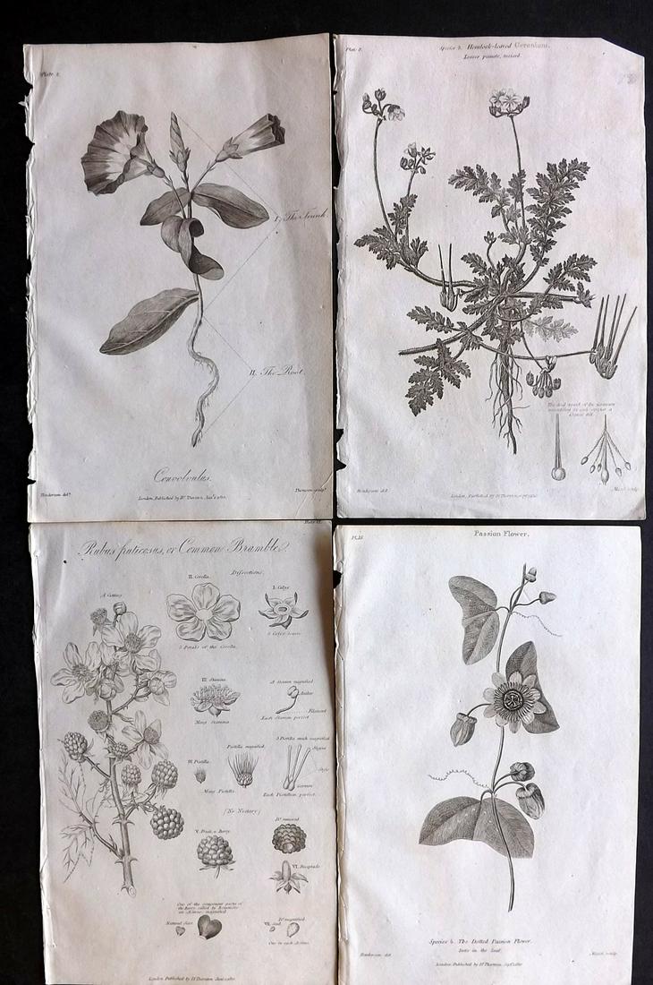 Thornton, Robert 1812 Lot of 4 Botanical Prints: Copper Plates Published 1812, London for "Elements of Botany" by Dr. Robert John Thonton. Paper Size: 9.5. x 6 inch (24 x 15cm) Good Condition