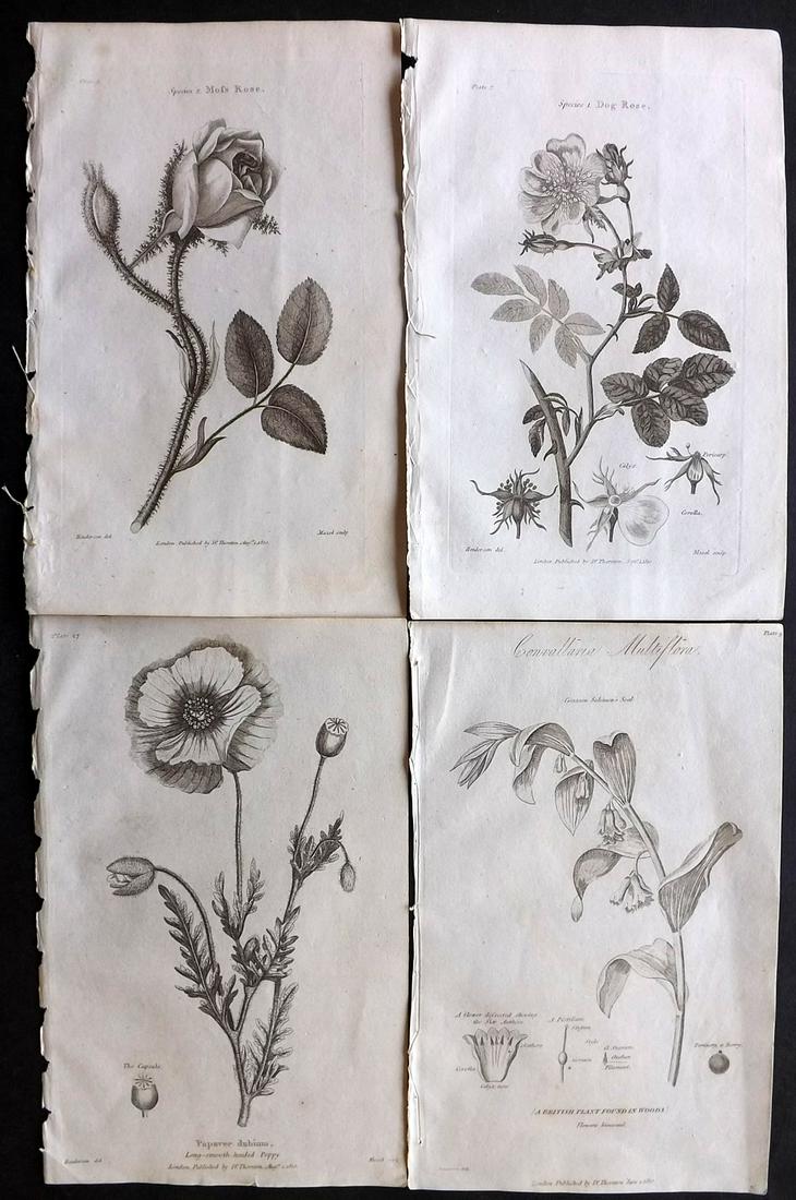 Thornton, Robert 1812 Lot of 4 Botanical Prints: Copper Plates Published 1812, London for "Elements of Botany" by Dr. Robert John Thonton. Paper Size: 9.5. x 6 inch (24 x 15cm) Good Condition