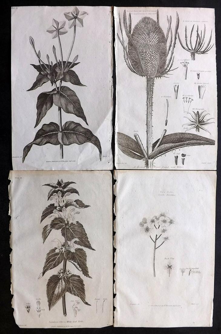 Thornton, Robert 1812 Lot of 4 Botanical Prints: Copper Plates Published 1812, London for "Elements of Botany" by Dr. Robert John Thonton. Paper Size: 9.5. x 6 inch (24 x 15cm) Good Condition