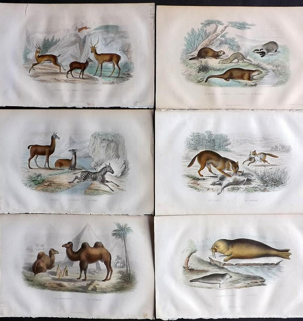 Buffon & Travies 1853 Lot of 6 Hand Col Animal Prints (1 of 2)