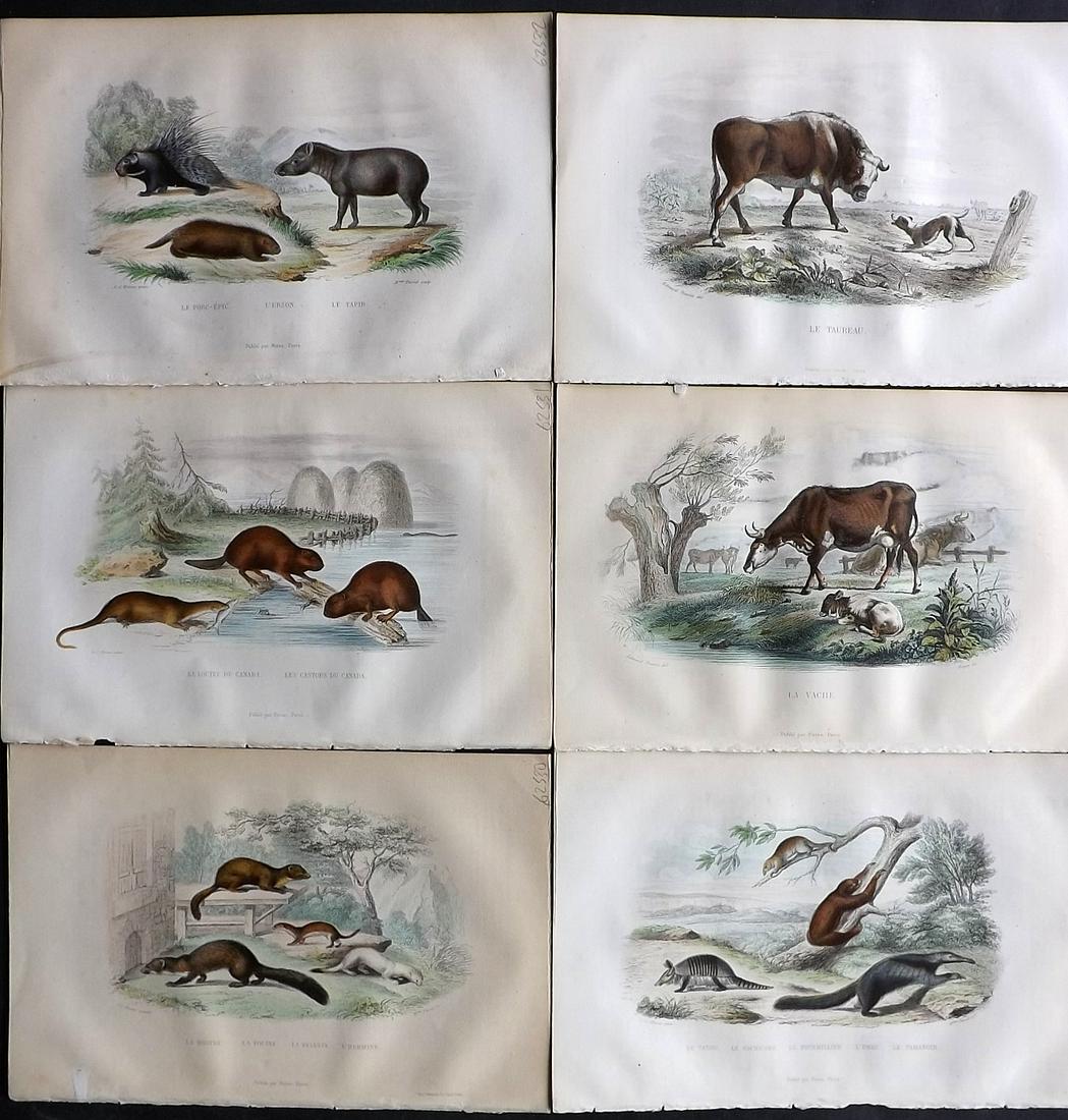 Buffon & Travies 1853 Lot of 6 Hand Col Animal Prints (1 of 2)