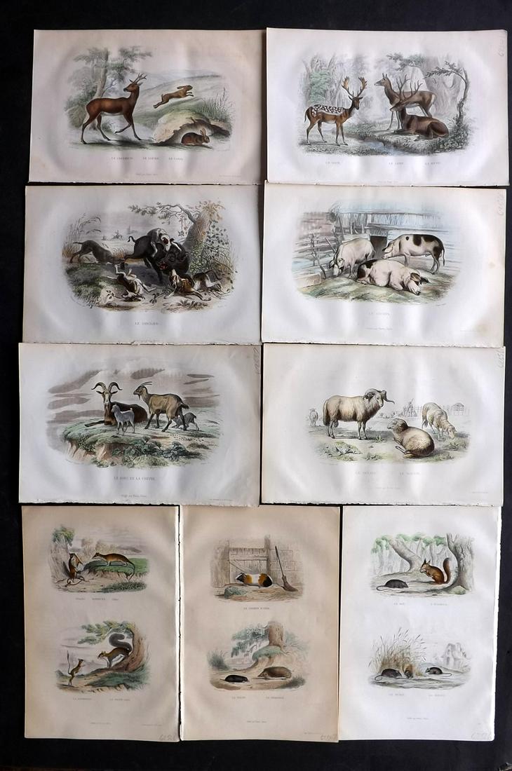 Buffon & Travies 1853 Lot of 9 Hand Col Animal Prints (1 of 2)