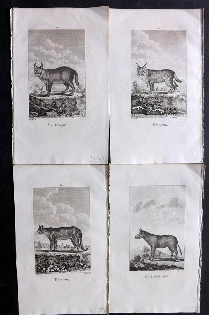 Goldsmith, Oliver 1805 Lot of 4 Prints. Big Cats etc (1 of 2)