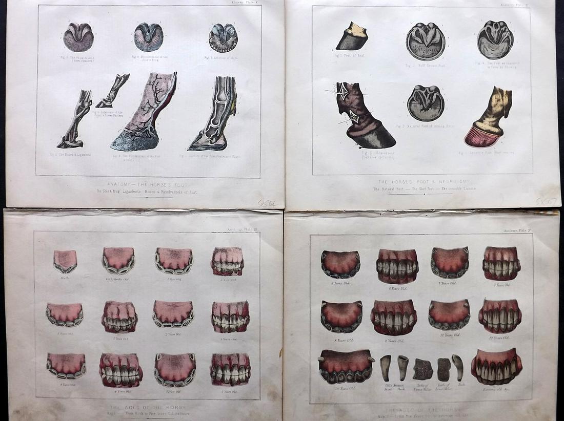 Miles, W. J. C1870 Lot of 4 HCol Horse Anatomy Prints (1 of 2)