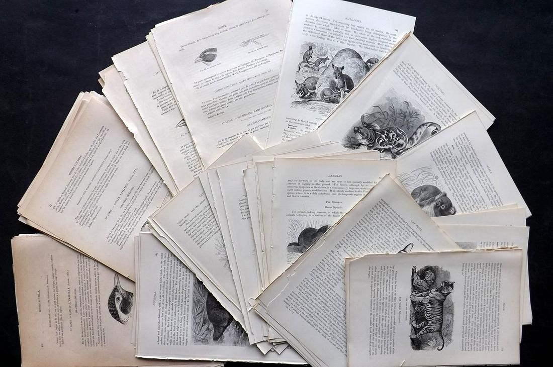 Natural History & Birds 19th Cent. Lot of 100 Illus. (1 of 2)
