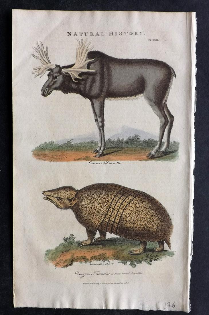 Pantologia 1813 Hand Col Print. Elk, Armadillo (1 of 2)