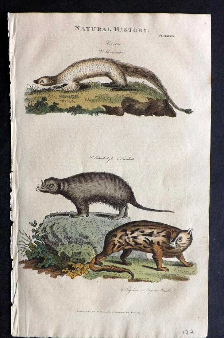 Pantologia 1813 Hand Col Print. Ichneumon, Surikate (1 of 2)