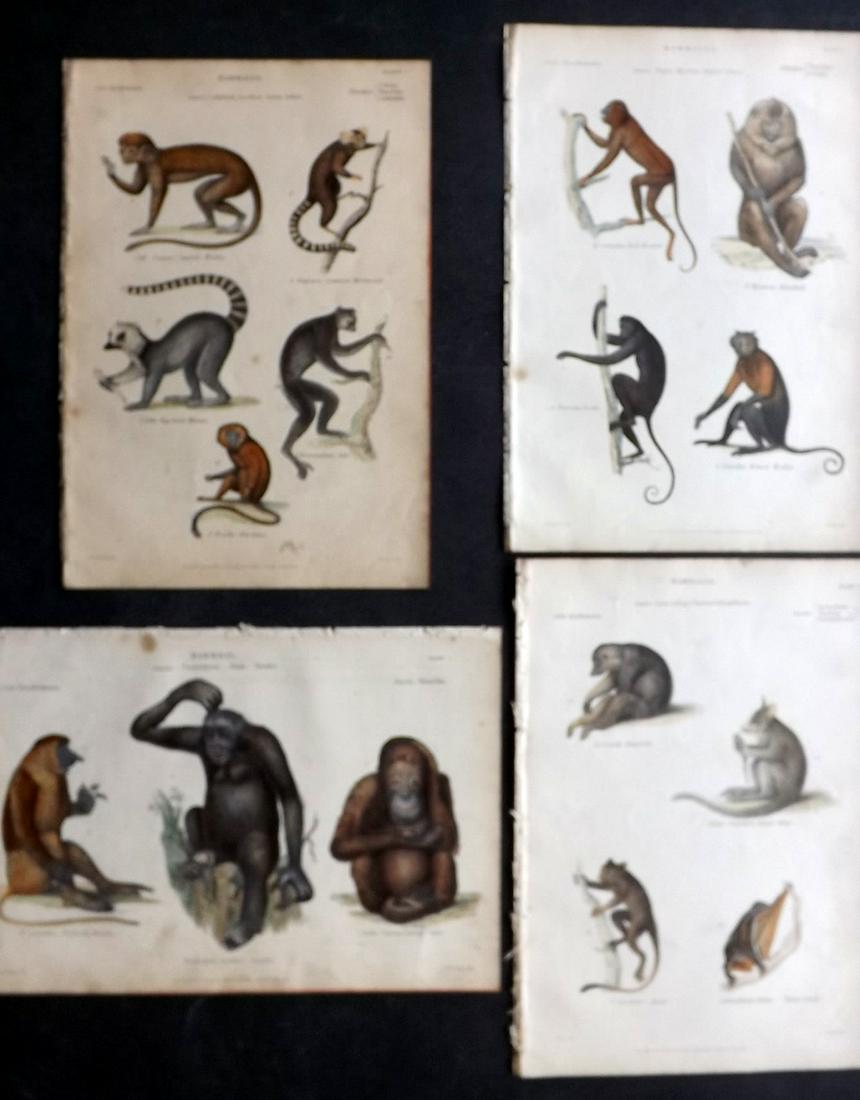 Richardson, John 1862 Lot of 4 Hand Col Prints Primates: Steel Engravings/Etchings Published 1859-62 by William Mackenzie, Edinburgh & London for "The Museum of Natural History" by John Richardson. Paper Size: 10.5 x 7 inch (27 x 18cm) Good Condition