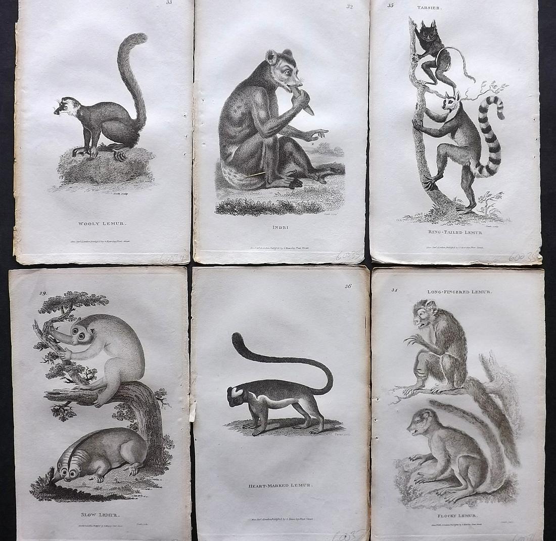 Shaw, George 1800 Lot of 6 Prints. Lemurs: Copper Plates Published 1800-26 by G.Kearsley, London for "General Zoology or Systematic Natural History" by George Shaw. Paper Size: 9 x 6 inch (23 x 15cm) Good Condition