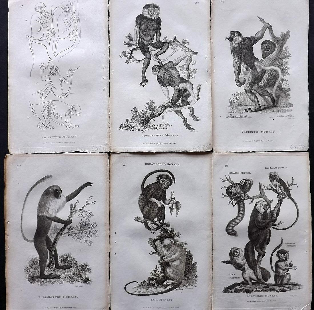 Shaw, George 1800 Lot of 6 Prints. Monkeys: Copper Plates Published 1800-26 by G.Kearsley, London for "General Zoology or Systematic Natural History" by George Shaw. Paper Size: 9 x 6 inch (23 x 15cm) Good Condition