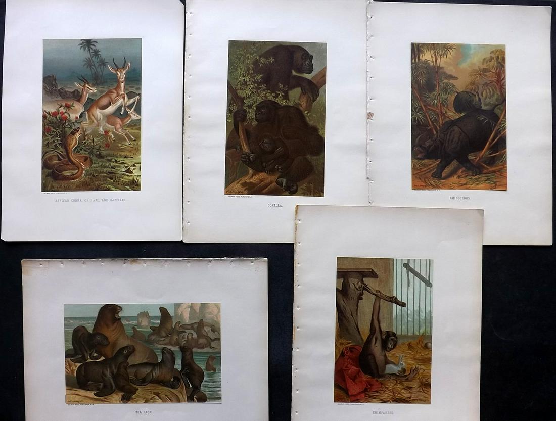 Wood & Prang 1898 Lot of 5 Natural History Prints (1 of 2)