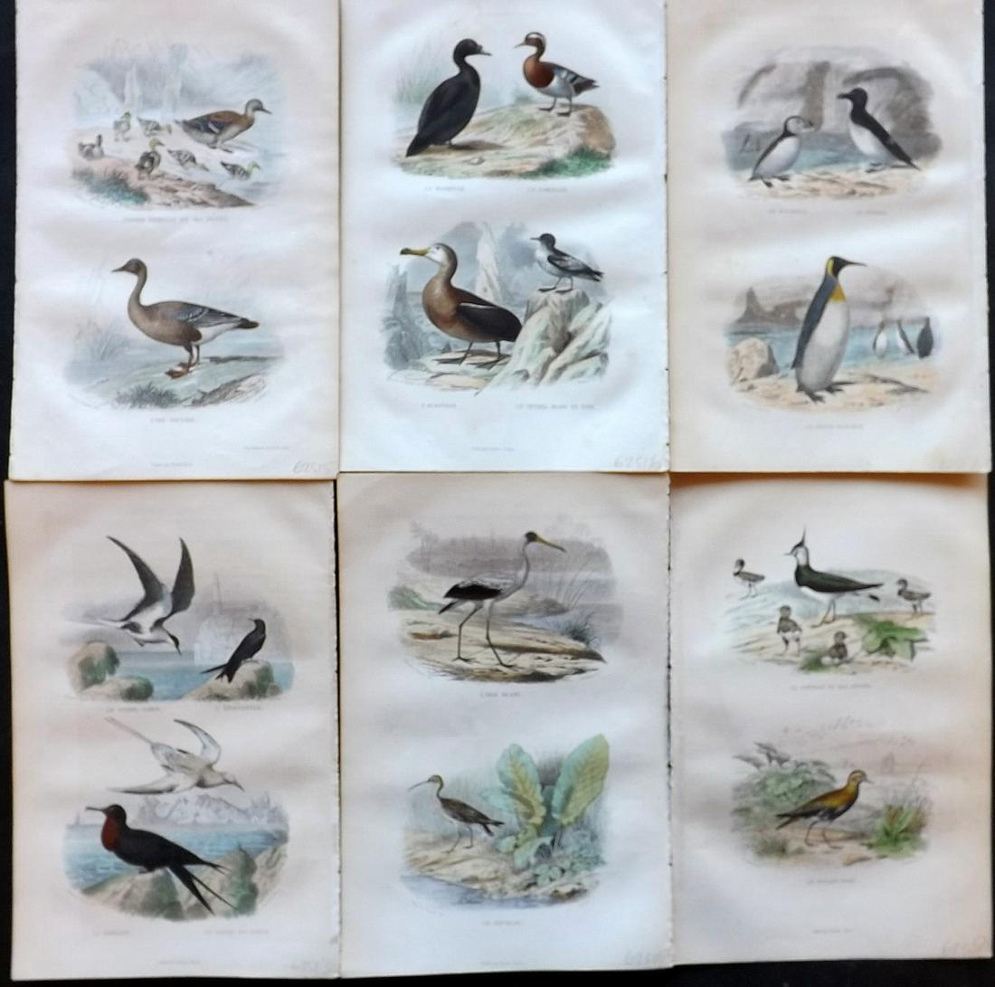 Buffon & Travies 1853 Lot of 6 Hand Col Bird Prints (1 of 2)