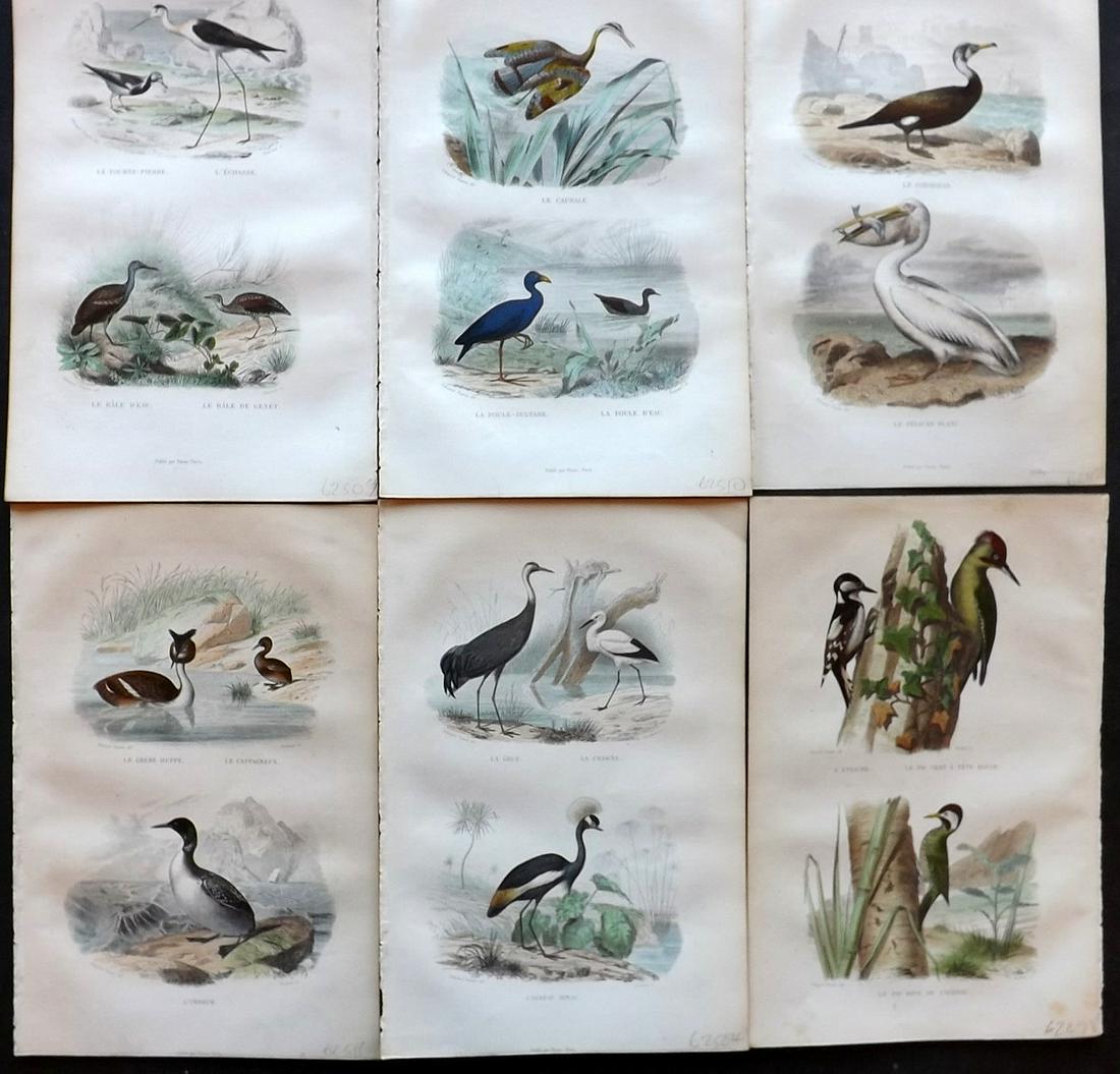 Buffon & Travies 1853 Lot of 6 Hand Col Bird Prints (1 of 2)