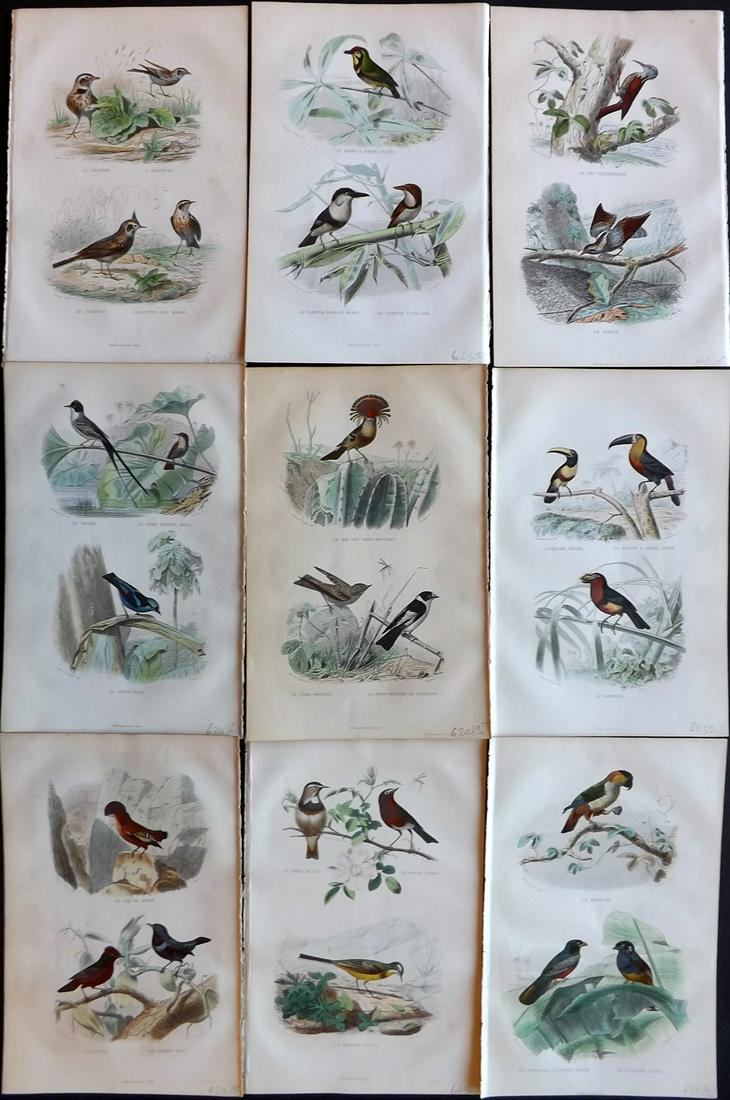 Buffon & Travies 1853 Lot of 9 Hand Col Bird Prints (1 of 2)