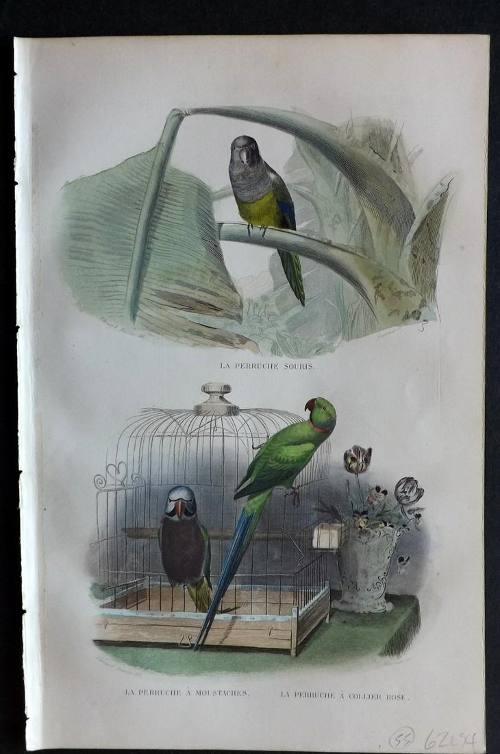 Buffon & Travies 1853 Hand Col Bird Print. Parrots (1 of 2)