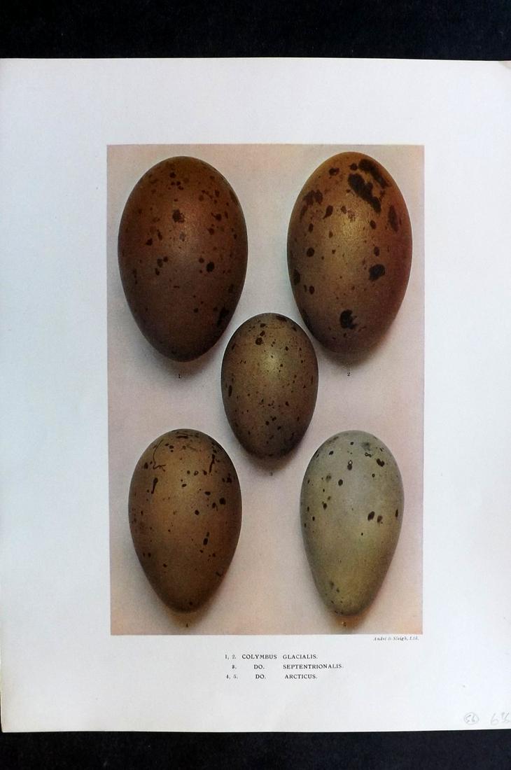 Dresser, Henry 1910 Folio Bird Egg Print. Colymbus: Folio Halftone Lithograph Published 1905-10, London for "Eggs Of The Birds Of Europe..." by Henry Dresser. Rare. Paper Size: 13 x 10 inch (33 x 25cm) Good Condition