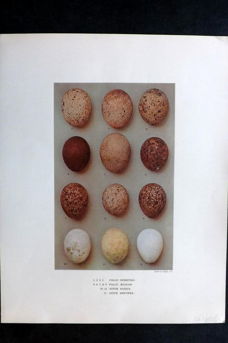 Dresser, Henry 1910 Folio Bird Egg Print. Falco, Astur: Folio Halftone Lithograph Published 1905-10, London for "Eggs Of The Birds Of Europe..." by Henry Dresser. Rare. Paper Size: 13 x 10 inch (33 x 25cm) Good Condition