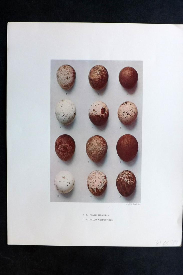 Dresser, Henry 1910 Folio Bird Egg Print. Falco: Folio Halftone Lithograph Published 1905-10, London for "Eggs Of The Birds Of Europe..." by Henry Dresser. Rare. Paper Size: 13 x 10 inch (33 x 25cm) Good Condition