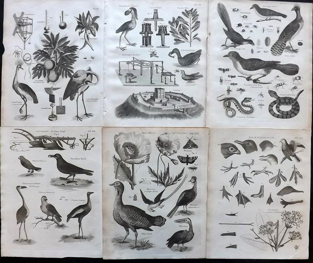 Russell, S. (Pub) 1806 Lot of 6 Bird etc Prints (1 of 2)