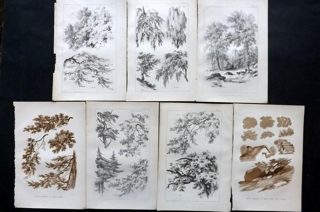 Barnard, George 1865 Lot of 7 Antique Tree Prints (1 of 2)