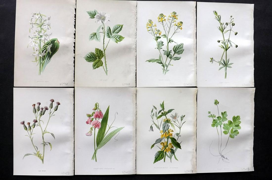 Hulme, Edward C1880 Lot of 8 Botanical Prints. 1st Ed. (1 of 2)