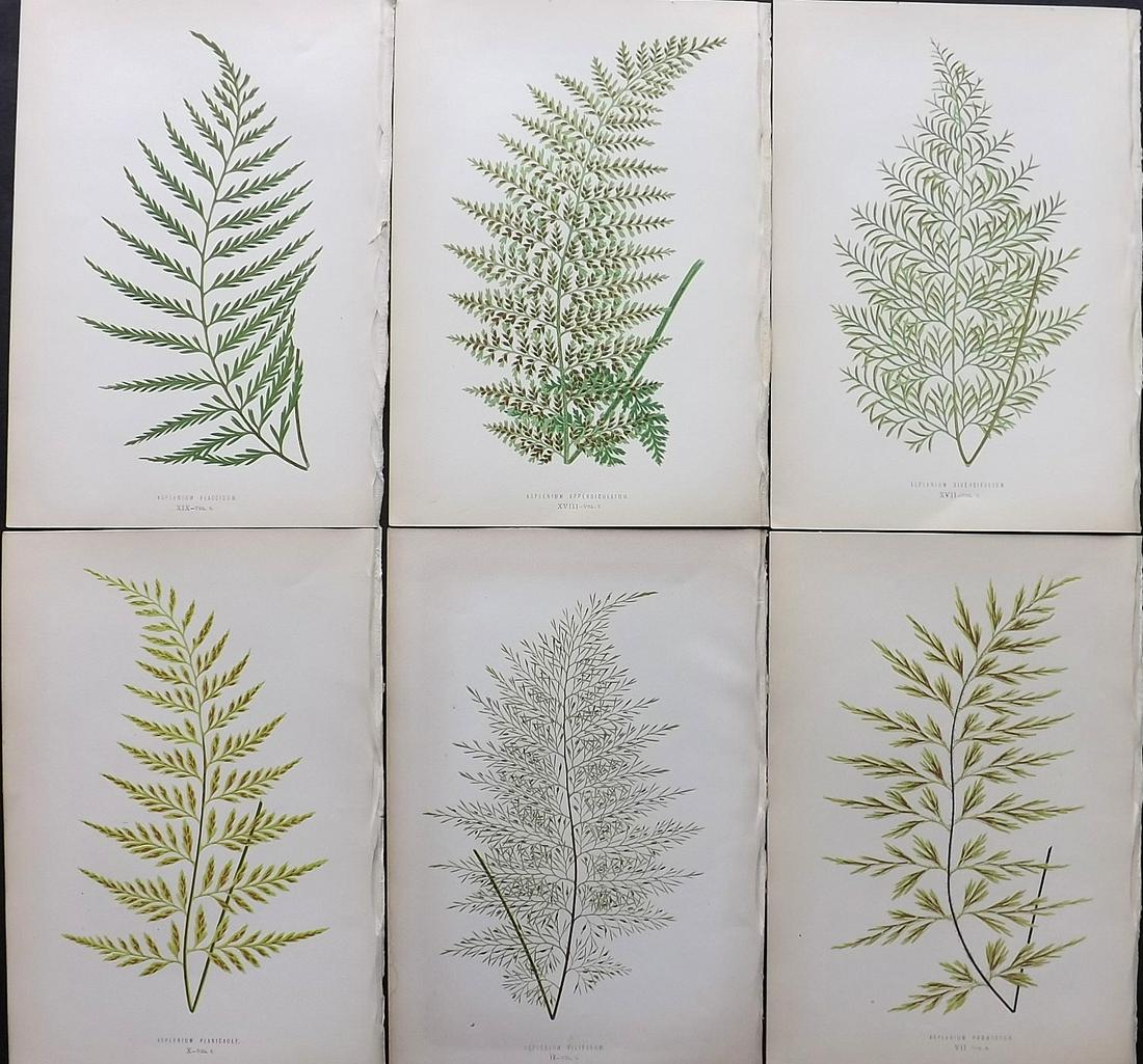 Lowe, Edward 1872 Lot of 6 Antique Fern Prints: Woodblocks Published 1872 by Groombridge and Sons, London for "Ferns: British and Exotic" by Edward Lowe. Illustrated by A.F. Lydon. Printed by Benjamin Fawcett. Paper Size: 10 x 7 inch (25 x 18cm) Go