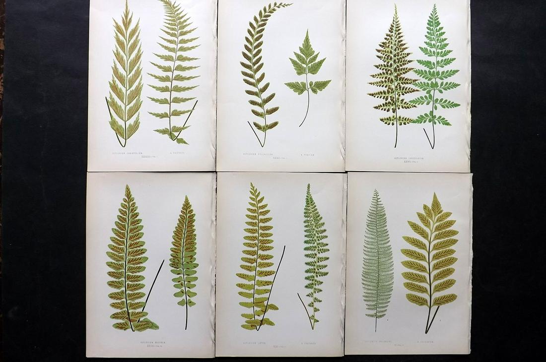 Lowe, Edward 1872 Lot of 6 Antique Fern Prints: Woodblocks Published 1872 by Groombridge and Sons, London for "Ferns: British and Exotic" by Edward Lowe. Illustrated by A.F. Lydon. Printed by Benjamin Fawcett. Paper Size: 10 x 7 inch (25 x 18cm) Go