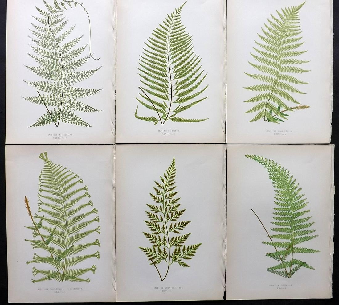Lowe, Edward 1872 Lot of 6 Antique Fern Prints: Woodblocks Published 1872 by Groombridge and Sons, London for "Ferns: British and Exotic" by Edward Lowe. Illustrated by A.F. Lydon. Printed by Benjamin Fawcett. Paper Size: 10 x 7 inch (25 x 18cm) Go