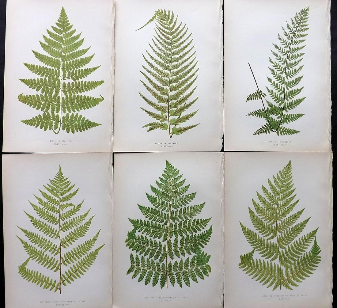 Lowe, Edward 1872 Lot of 6 Antique Fern Prints: Woodblocks Published 1872 by Groombridge and Sons, London for "Ferns: British and Exotic" by Edward Lowe. Illustrated by A.F. Lydon. Printed by Benjamin Fawcett. Paper Size: 10 x 7 inch (25 x 18cm) Go