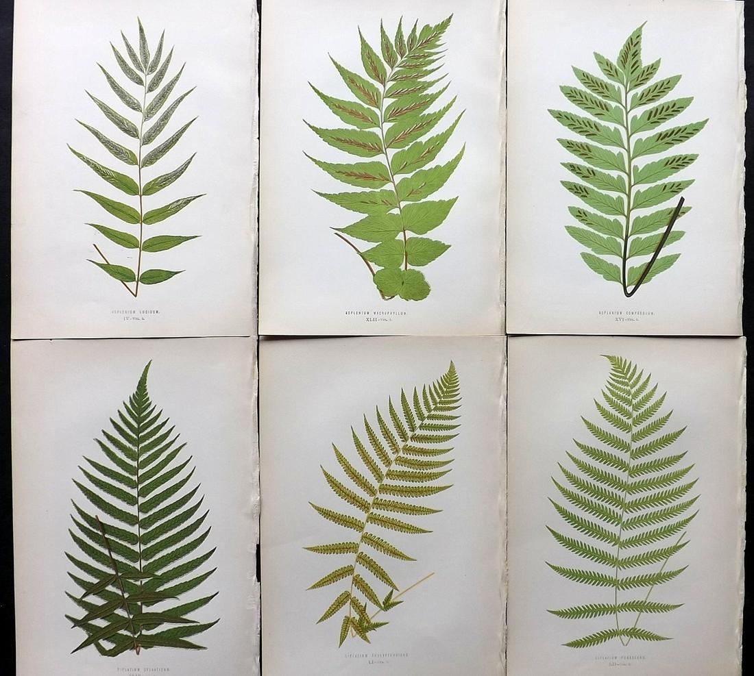Lowe, Edward 1872 Lot of 6 Antique Fern Prints: Woodblocks Published 1872 by Groombridge and Sons, London for "Ferns: British and Exotic" by Edward Lowe. Illustrated by A.F. Lydon. Printed by Benjamin Fawcett. Paper Size: 10 x 7 inch (25 x 18cm) Go