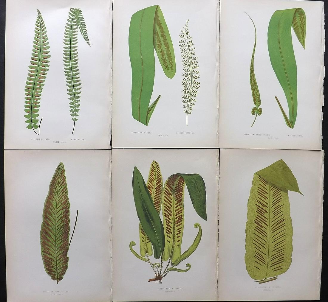 Lowe, Edward 1872 Lot of 6 Antique Fern Prints: Woodblocks Published 1872 by Groombridge and Sons, London for "Ferns: British and Exotic" by Edward Lowe. Illustrated by A.F. Lydon. Printed by Benjamin Fawcett. Paper Size: 10 x 7 inch (25 x 18cm) Go