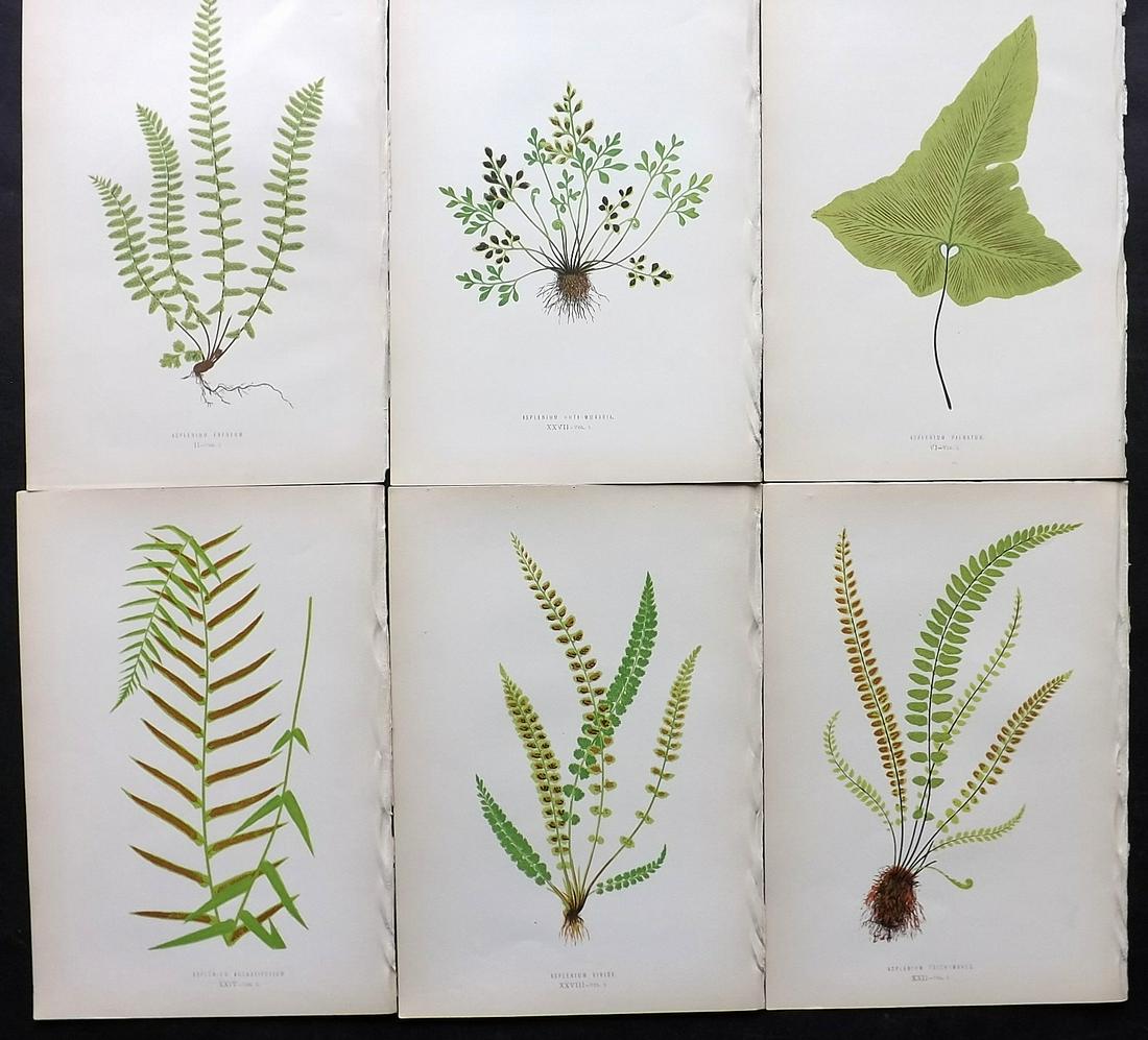 Lowe, Edward 1872 Lot of 6 Antique Fern Prints: Woodblocks Published 1872 by Groombridge and Sons, London for "Ferns: British and Exotic" by Edward Lowe. Illustrated by A.F. Lydon. Printed by Benjamin Fawcett. Paper Size: 10 x 7 inch (25 x 18cm) Go