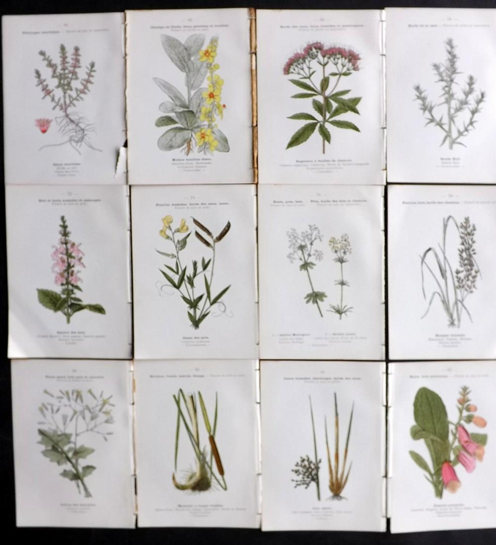 Sielan & d'Apreval 1907 Lot of 12 Botanical Prints: 12 Sheets Printed both sides (24 images) Lithographs Published 1907, Paris for "Atlas de Poche des Plantes..." by R. Sielan. Illustrated by A. d'Apreval. Printed both sides. Paper Size: 6 x 4 inch (16