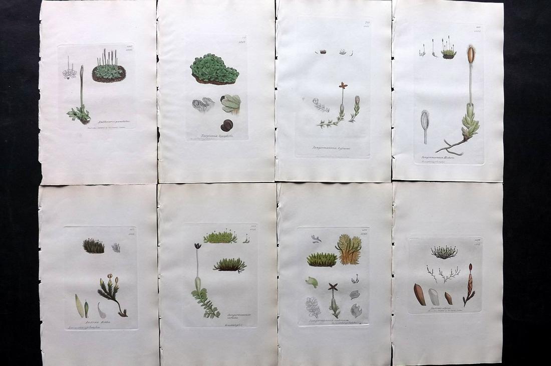 Sowerby, James C1840 Lot 8 Part HCol Botanical Prints (1 of 2)