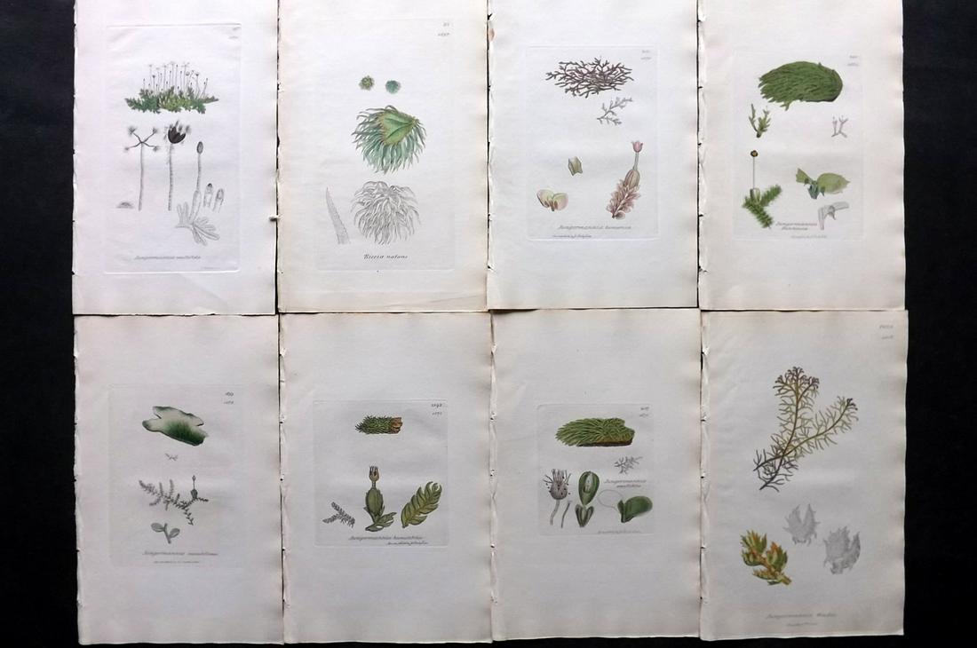 Sowerby, James C1840 Lot 8 Part HCol Botanical Prints (1 of 2)