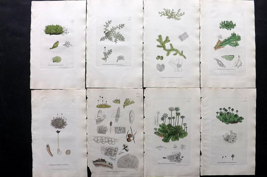 Sowerby, James C1840 Lot 8 Part HCol Botanical Prints (1 of 2)