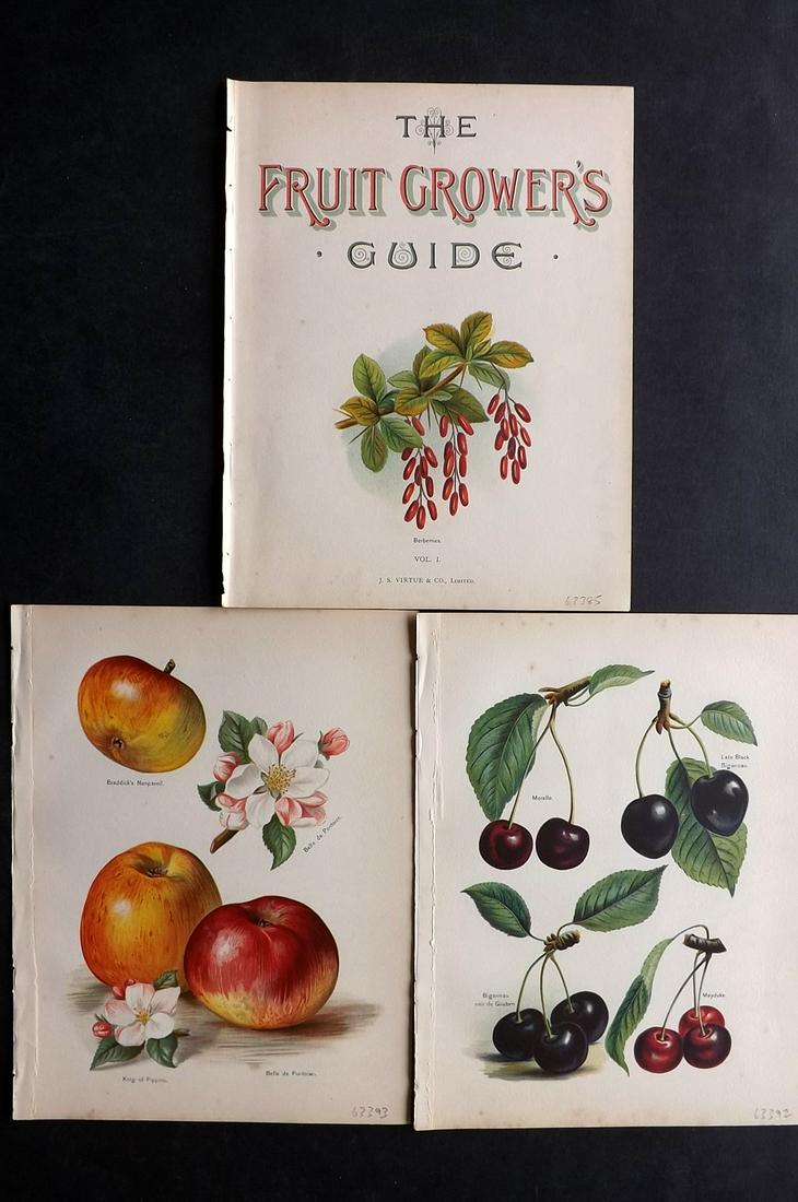 Wright, John 1890's Lot of 3 Fruit Prints. First (1 of 2)