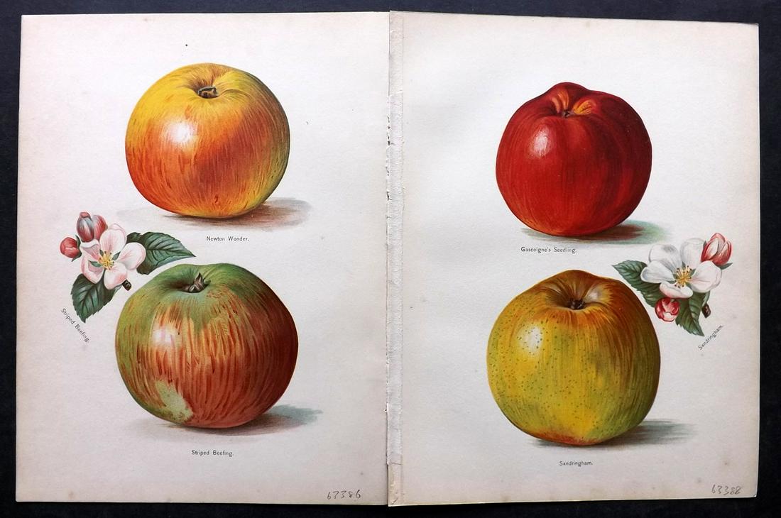 Wright, John 1890's Pair of Fruit Prints. First Edition: Chromolithographs Published 1890-4 by J.S. Virtue & Co, London for "The Fruit Growers Guide" First Edition by John Wright. Paper Size: 11 x 8.5 inch (28 x 22cm) Very minor background toning in parts.