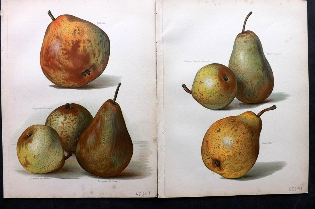 Wright, John 1890's Pair of Fruit Prints. First Edition: Chromolithographs Published 1890-4 by J.S. Virtue & Co, London for "The Fruit Growers Guide" First Edition by John Wright. Paper Size: 11 x 8.5 inch (28 x 22cm) Very minor background toning in parts.