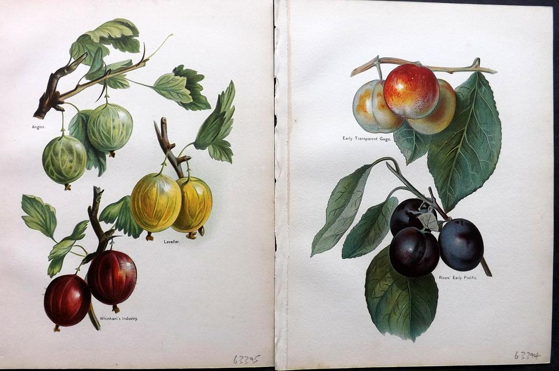 Wright, John 1890's Pair of Fruit Prints. First Edition: Chromolithographs Published 1890-4 by J.S. Virtue & Co, London for "The Fruit Growers Guide" First Edition by John Wright. Paper Size: 11 x 8.5 inch (28 x 22cm) Very minor background toning in parts.