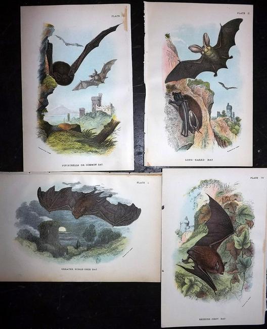 Lloyds's 1897 Lot of 4 Antique Bat Prints: Chromolithographs Published 1894-97, London for "Lloyds's Natural History..." Edited by R. Bowdler Sharpe, W. F. Kirby, H. O. Forbes, R. Lydekker, and W. R. Olive-Grant. Illustrated after Keulemans, G