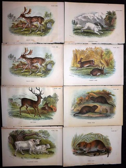 Lloyds's 1897 Lot of 8 Antique Prints. British Mammals: Chromolithographs Published 1894-97, London for "Lloyds's Natural History..." Edited by R. Bowdler Sharpe, W. F. Kirby, H. O. Forbes, R. Lydekker, and W. R. Olive-Grant. Illustrated after Keulemans, G