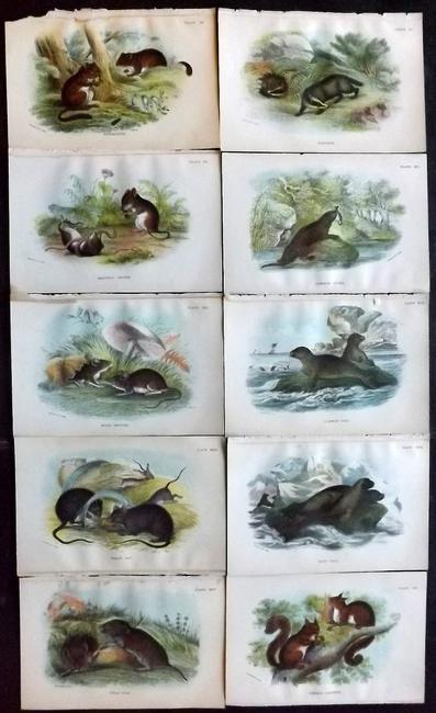 Lloyds's 1897 Lot of 10 Antique Prints. British Mammals: Chromolithographs Published 1894-97, London for "Lloyds's Natural History..." Edited by R. Bowdler Sharpe, W. F. Kirby, H. O. Forbes, R. Lydekker, and W. R. Olive-Grant. Illustrated after Keulemans, G