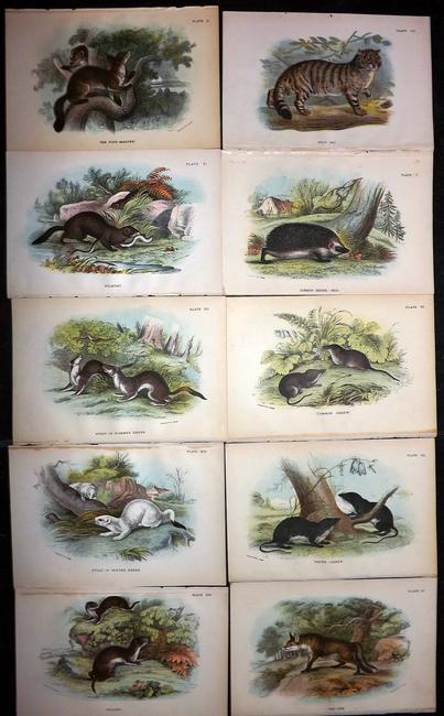 Lloyds's 1897 Lot of 10 Antique Prints. British Mammals: Chromolithographs Published 1894-97, London for "Lloyds's Natural History..." Edited by R. Bowdler Sharpe, W. F. Kirby, H. O. Forbes, R. Lydekker, and W. R. Olive-Grant. Illustrated after Keulemans, G