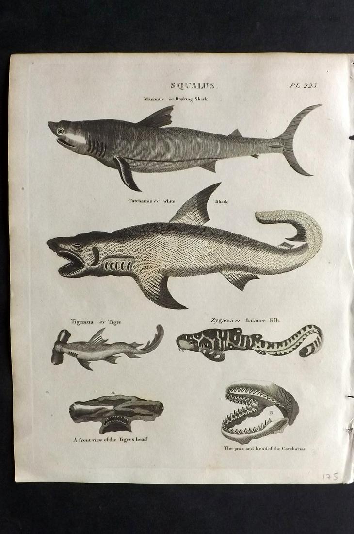 Russell, S. (Pub) 1806 Antique Print. Sharks: Copper Plates Published 1806, Manchester for "The British Encyclopaedia" by Various. Paper Size: 10 x 8 inch (26 x 21cm) Very minor toning. Good Condition