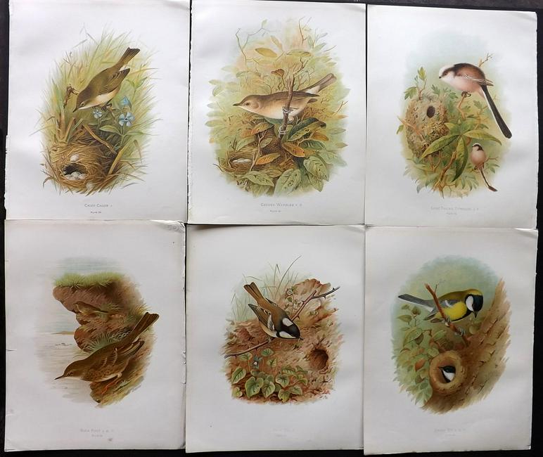 Butler, Arthur 1908 Lot of 6 Antique Bird Prints: Chromolithographs Published 1907-08, London for "Birds of Great Britain and Ireland..." by Arthur G. Butler. Illustrated by H. Gronvold & F. W. Frohawk. Paper Size: 11.5 x 9 inch (29 x 23cm) Good Cond