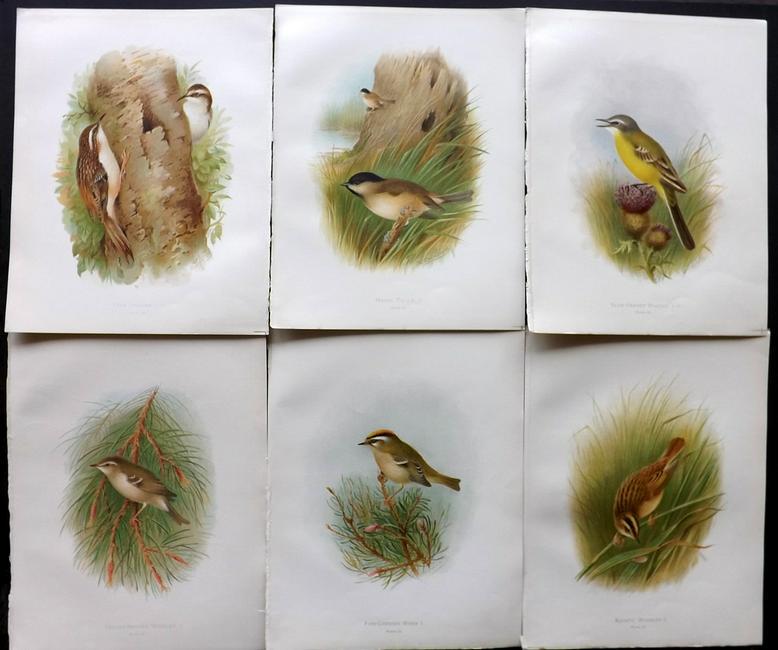 Butler, Arthur 1908 Lot of 6 Antique Bird Prints: Chromolithographs Published 1907-08, London for "Birds of Great Britain and Ireland..." by Arthur G. Butler. Illustrated by H. Gronvold & F. W. Frohawk. Paper Size: 11.5 x 9 inch (29 x 23cm) Good Cond