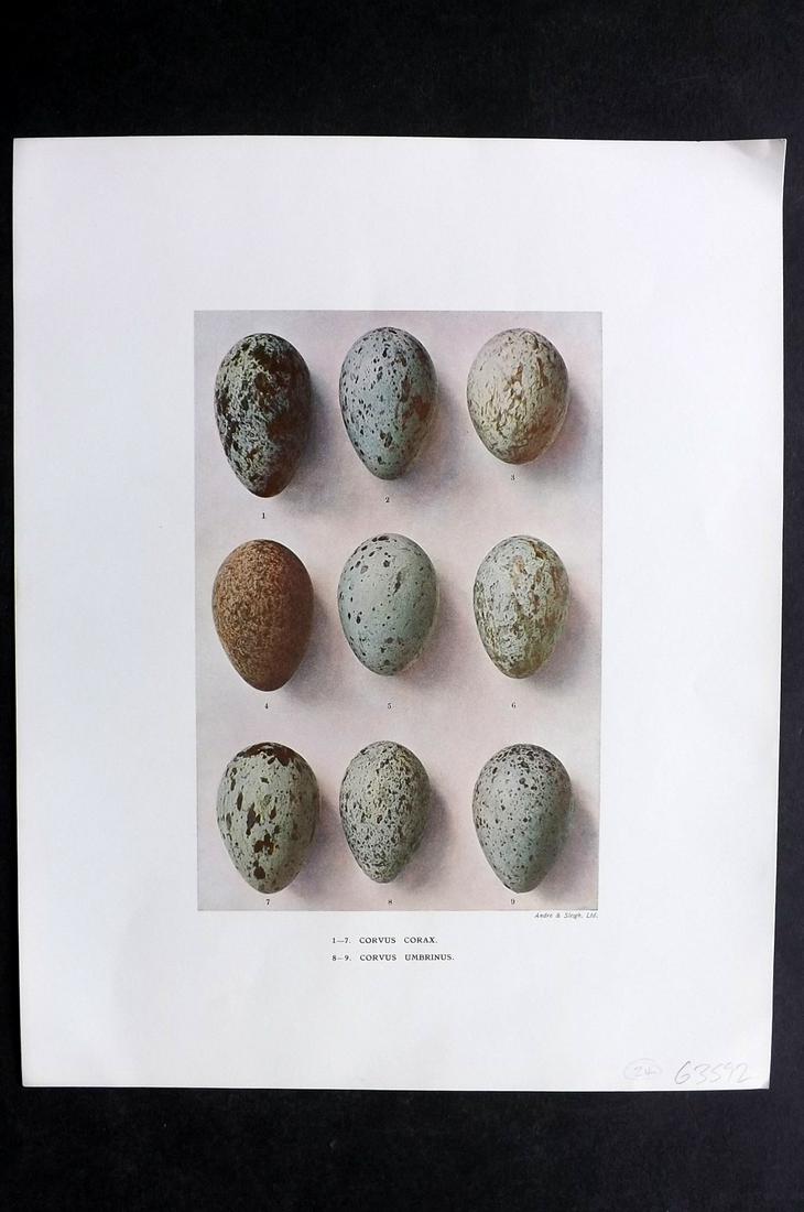 Dresser, Henry 1910 Folio Bird Egg Print. Corvus: Folio Halftone Lithograph Published 1905-10, London for "Eggs Of The Birds Of Europe..." by Henry Dresser. Rare. Paper Size: 13 x 10 inch (33 x 25cm) Good Condition